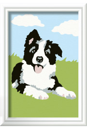 Ravensburger Paint by Numbers Border Collie